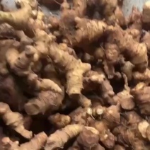 姜型高杆多花