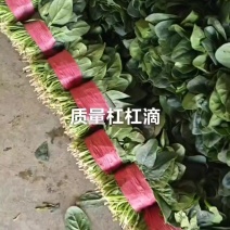 乐奇果蔬原产地直发黑叶菠菜