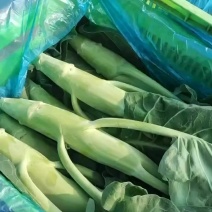 精品大芥蓝，量大价优长期有货，欢迎骚扰。