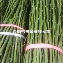 沙糖桔枝条