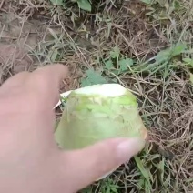 芥菜疙瘩