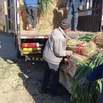 万荣长白铁杆大葱等你来拉