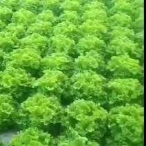 大量上市，产地直发