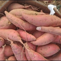 【万人好评优选】烟薯25产地精品保质保量（热卖）