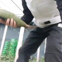 想吃到真正赛鸭梨口感的沙窝萝卜就选金星萝卜