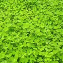 大叶草头