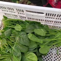 大量供应大叶菠菜