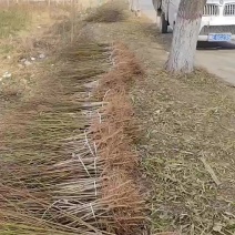 桃苗，黄桃苗，蟠桃苗