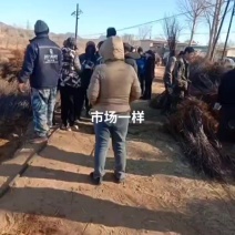 绥中县，前所，有大量新品种苹果苗，质量有保证，欢迎新老客