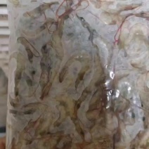 冻板小海虾，大量有货，新鲜装好，准备出货