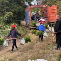 一年木荷容器苗，基地直供，苗子好，价格优，成活率高