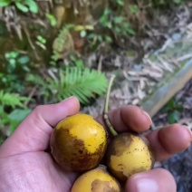 木竹果，果核，酸铜果，，野生维生素C