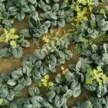 趴地菠菜精品