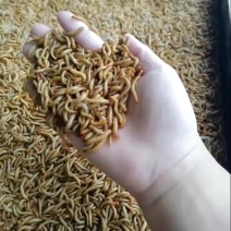 黄粉虫；大量供应；产地直发；品质保证。