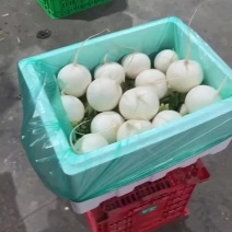 圆白萝卜