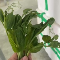 豌豆尖