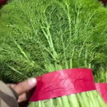 精品本地茴香支持各自包装产地直发质量保证