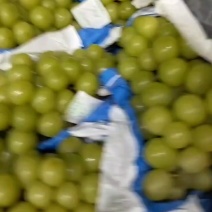 阳光玫瑰