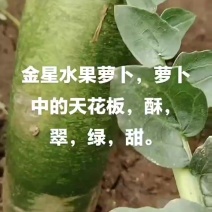 沙窝萝卜中的天花板金星萝卜