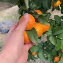 沙糖桔