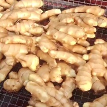姜