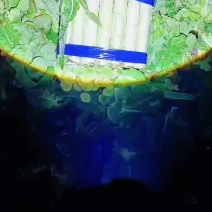 宿州埇桥区莴笋上市了