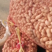 精品鲁花带壳干花生