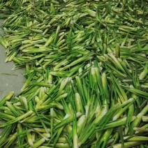 茭白