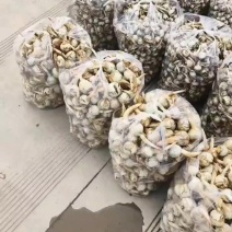 精品茨菇
