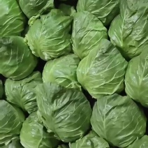 【牛商推荐】聊城甘蓝基地直发圆包菜量大价可谈欢迎订购