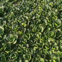 上海精品矮脚青