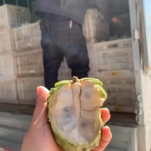 云南凤梨牛奶释迦基地直采各个型号足量装货