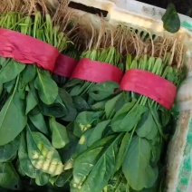 菠菜长期稳定供应