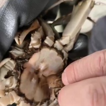 大闸蟹