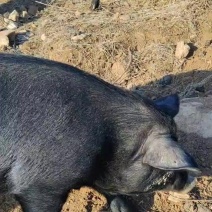 楸林黑猪