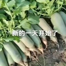 天津沙窝萝卜