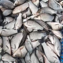 白鲫食用
