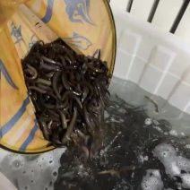 泥鳅
