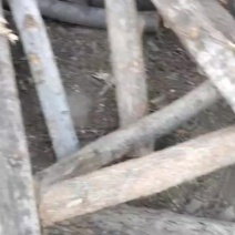 八个起步杨木量大