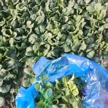 精品趴地小菠菜。叶片圆润。支持视频看货产地直发。