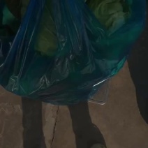 牛心菜