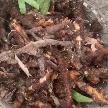 骨碎补
