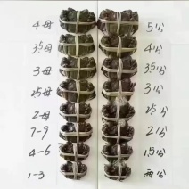 湖北大闸蟹需要的可以直接联系我，保证货的品质杠杠的