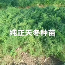 广西大天冬苗