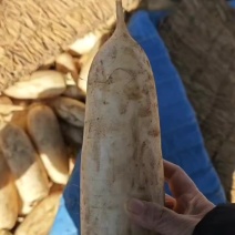白萝卜