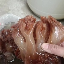 海蜇