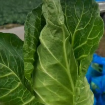 江苏牛心菜大量上市