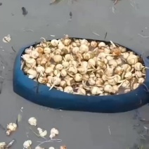 慈姑