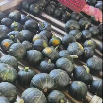 贝贝南瓜