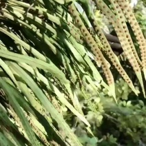 化石草！！！！！！！！！！！！！！！！！！！